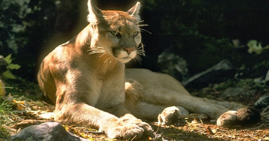 Father hailed as hero after mountain lion bites 4-year-old in Olympic National Park