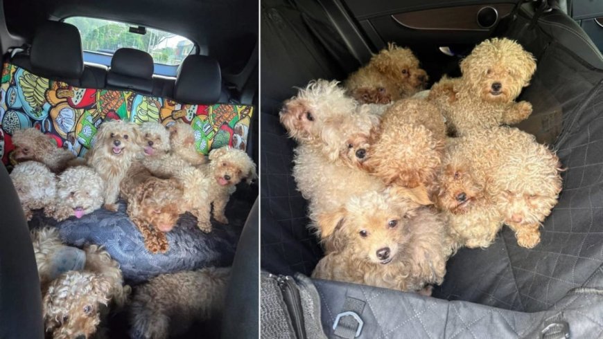 Singaporean Woman Faces Charges for Keeping 79 Dogs in Excess of Legal Limit