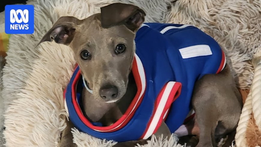 Do Dogs Need Jackets in Winter in Australia?