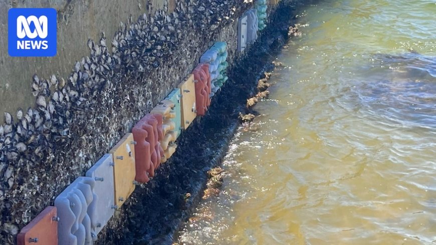 Colorful Concrete Panels in Sydney Harbour Aim to Boost Marine Life