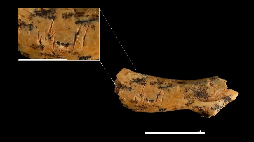 Ancient human relative cannibalized toddlers, 850,000-year-old neck bone reveals