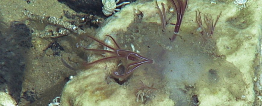 Ancient Bone-Eating Worms Discovered in Ocean After 100 Million Years