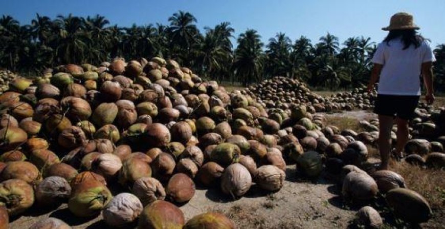 Albay congressman proposes bill to allocate coconut levy fund portions to government agencies